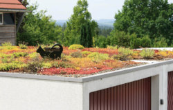 toit-vegetalise-zapf